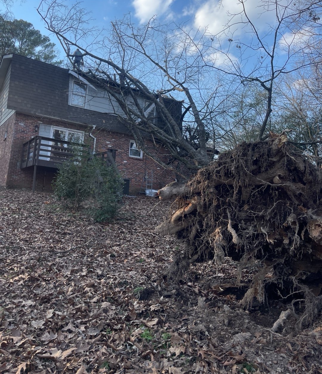 Tree Services